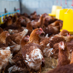 Gallina ponedora en incubación 