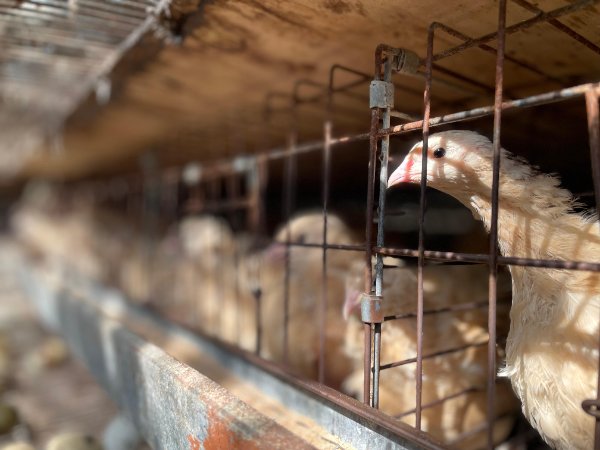 Codorniz en jaula de crianza en el mentidero jalisco