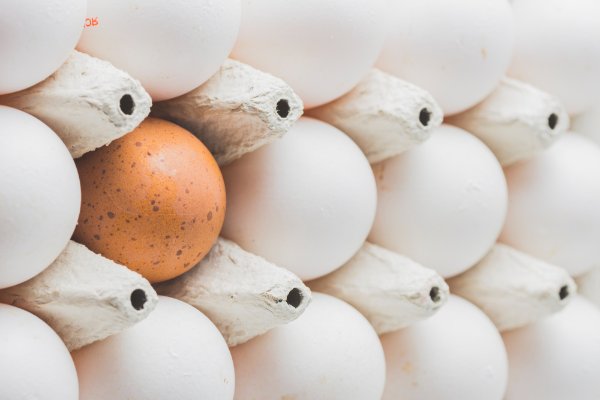 Huevos para incubación para distintas aves