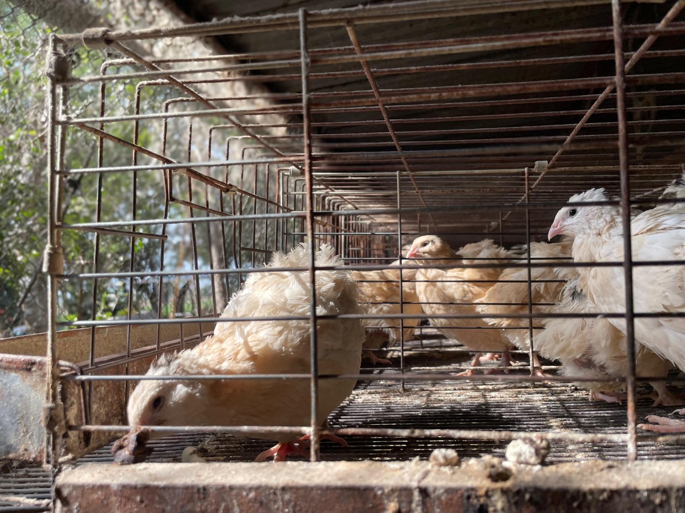 Codorniz japónica rubia trebol producción