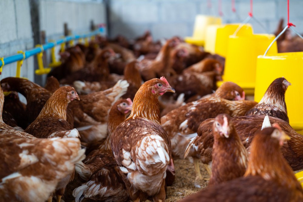 Incubación de gallinas ponedoras en autlan de navarro jalisco