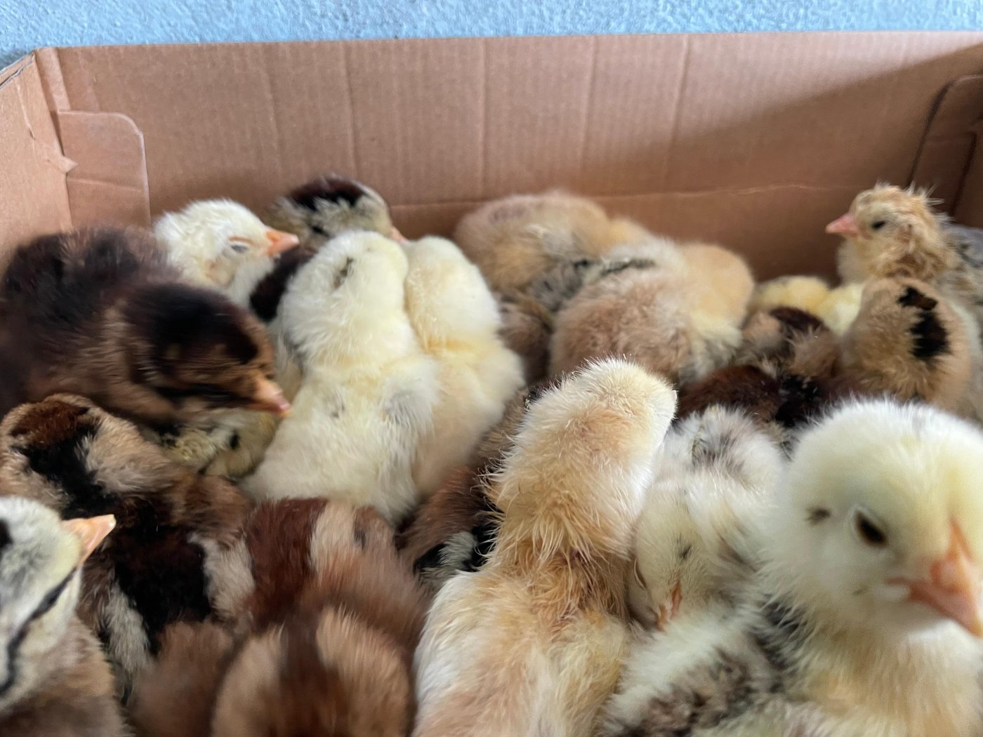 Incubación de huevo de gallina fina, codorniz, aves en Autlán de navarro jalisco